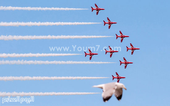 	طائر النورس ينطلق بجوار طائرات السهم الأحمر فى لاندودنو للطيران. -اليوم السابع -5 -2015
