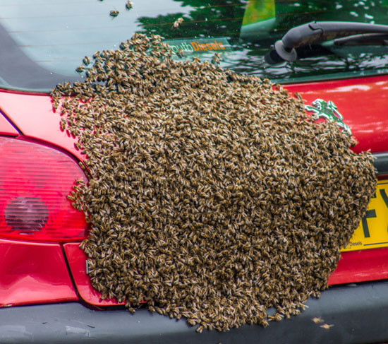 تجمع حوالى 5000 نحلة فى مقدمة السيارة من أجل تكوين عش جديد لهم  -اليوم السابع -5 -2015