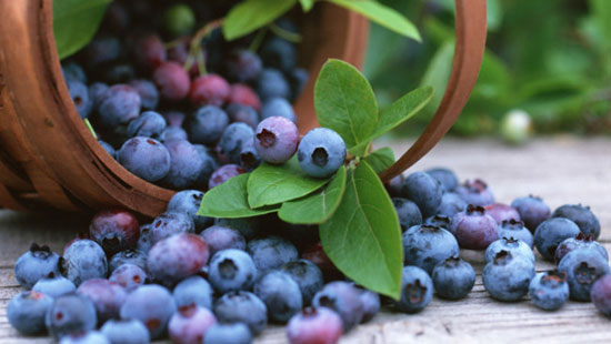 	العنب الأزرق يغذى بصيلات شعرك -اليوم السابع -5 -2015