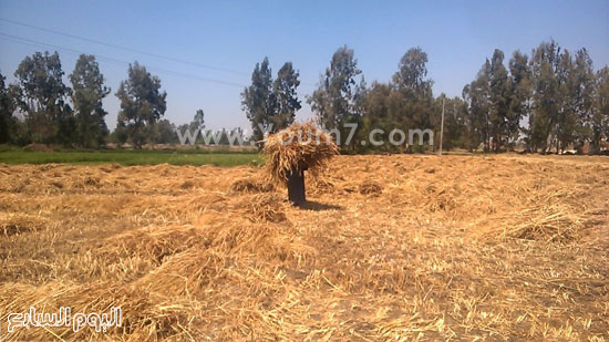 الدولة تستهدف تقديم التسهيلات اللازمة لتسلم محصول القمح من المزراعين -اليوم السابع -5 -2015 الدولة تستهدف تقديم التسهيلات اللازمة لتسلم محصول القمح من المزراعين -اليوم السابع -5 -2015