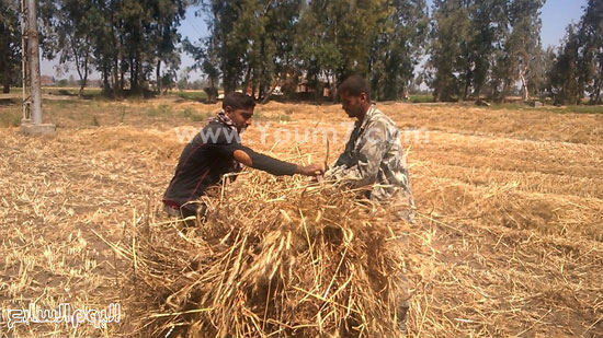 وزير الزراعة: نستهدف تسلم 3.5 مليون طن قمح من المزارعين الموسم الحالى -اليوم السابع -5 -2015 وزير الزراعة: نستهدف تسلم 3.5 مليون طن قمح من المزارعين الموسم الحالى -اليوم السابع -5 -2015