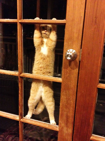 بعد أن صعدت إلى منتصف باب المنزل.. القطة تطلب من صاحبها فتح الباب. -اليوم السابع -5 -2015