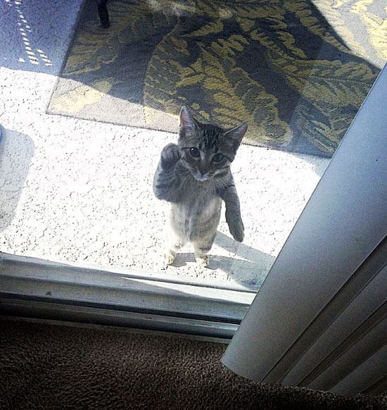 قطة تستأذن وتطرق الباب للدخول. -اليوم السابع -5 -2015