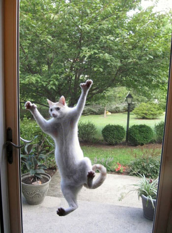 على طريقة الرجل العنكبوت تحاول هذه القطة تسلق الزجاج. -اليوم السابع -5 -2015