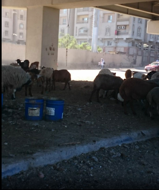 	تجارة أغنام أسفل كوبرى محرم بك -اليوم السابع -5 -2015