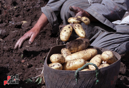 1موسم حصاد البطاطس ، البطاطس ، قصة مصورة ، فيتشر مصور ، صور جنى البطاطس (14)