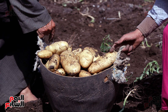 1موسم حصاد البطاطس ، البطاطس ، قصة مصورة ، فيتشر مصور ، صور جنى البطاطس (15)