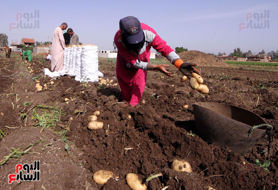 1موسم حصاد البطاطس ، البطاطس ، قصة مصورة ، فيتشر مصور ، صور جنى البطاطس (8)