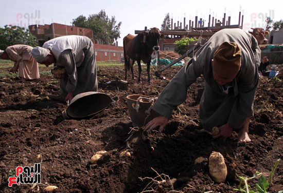 1موسم حصاد البطاطس ، البطاطس ، قصة مصورة ، فيتشر مصور ، صور جنى البطاطس (9)