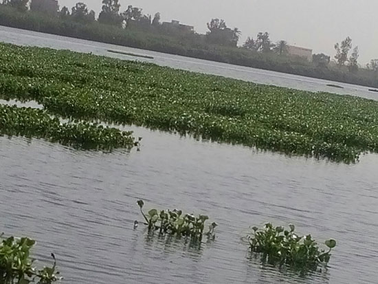 انتشار ورد النيل فى مركز المحمودية بالبحيرة (1)