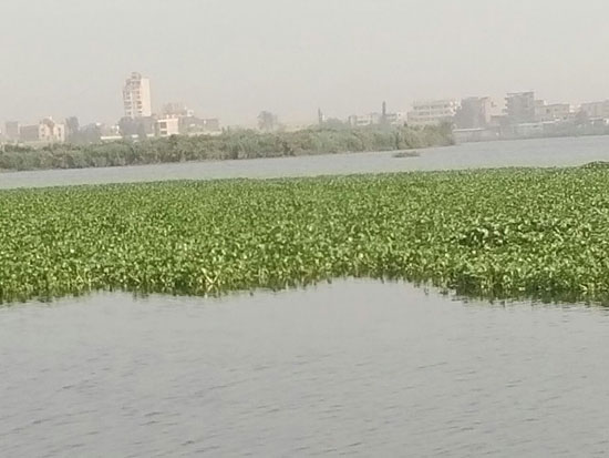 انتشار ورد النيل فى مركز المحمودية بالبحيرة (2)