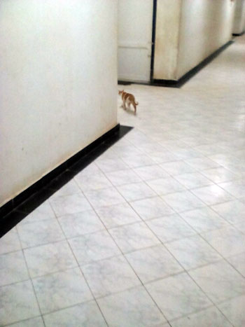 القطط تزاحم المرضى فى مستشفى حميات منوف (3)