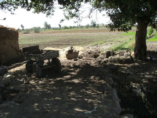 5 آلاف فدان مهددة بالبوار بسبب نقص مياه الرى فى القليوبية (16)