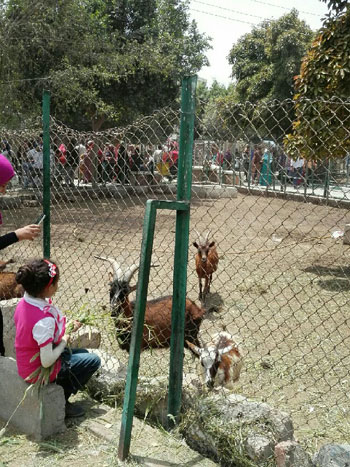 المواطنون يحتفلون بشم النسيم فى الحدائق ببنى سويف (3)