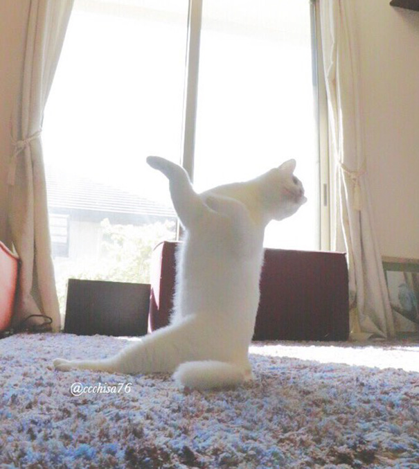 قطة بترقص باليه (6)