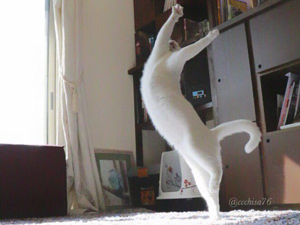 قطة بترقص باليه (5)