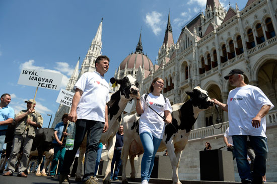 المجريون-ينظمون-مسيرة-بالأبقار-(10)