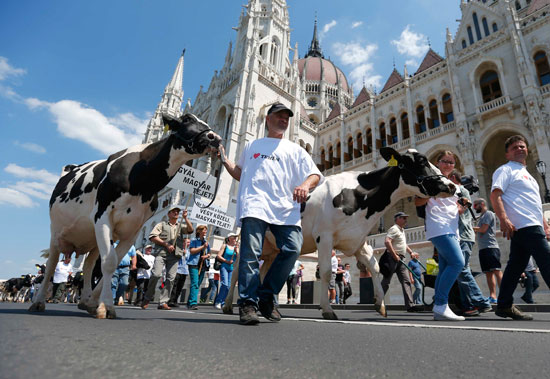 المجريون-ينظمون-مسيرة-بالأبقار-(4)