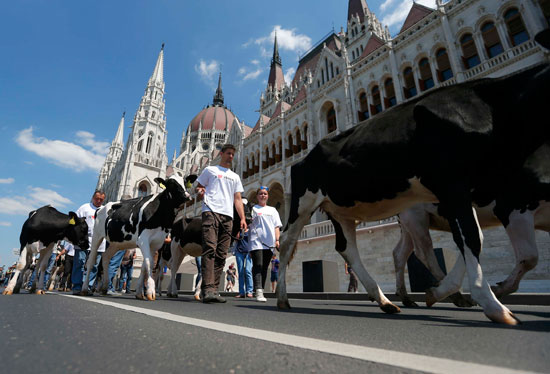 المجريون-ينظمون-مسيرة-بالأبقار-(5)