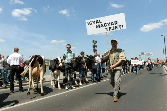 المجريون-ينظمون-مسيرة-بالأبقار-(7)