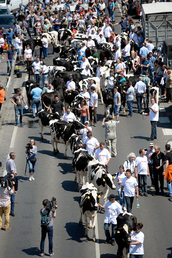 المجريون-ينظمون-مسيرة-بالأبقار-(9)