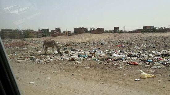 صحافة المواطن ، صور وابعت، منطقة اثرية،مقلب للقمامة ، ماوى للكلاب ، المنطقة الجنوبية، اسيوط (11) صحافة المواطن ، صور وابعت، منطقة اثرية،مقلب للقمامة ، ماوى للكلاب ، المنطقة الجنوبية، اسيوط (11)