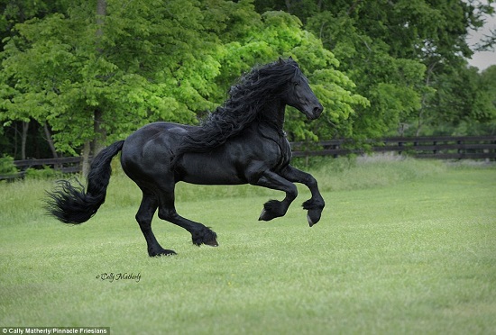 أجمل حصان فى العالم 3