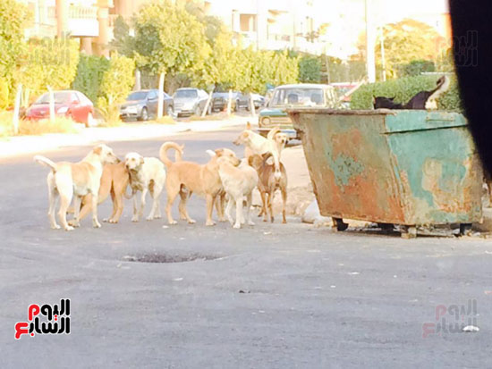 كلاب ضالة، القاهرة الجديدة ، المواطنين ، الياسمين  (2)