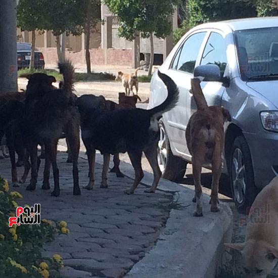 كلاب ضالة، القاهرة الجديدة ، المواطنين ، الياسمين  (3)