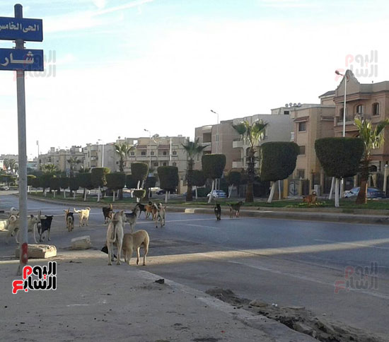 كلاب ضالة، القاهرة الجديدة ، المواطنين ، الياسمين  (4)