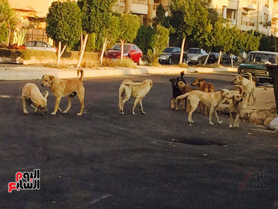 كلاب ضالة، القاهرة الجديدة ، المواطنين ، الياسمين  (5)