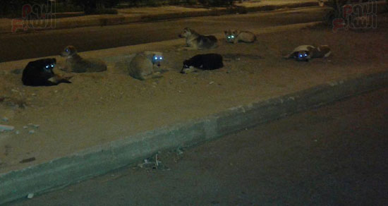 كلاب ضالة، القاهرة الجديدة ، المواطنين ، الياسمين  (6)