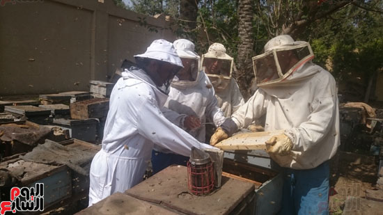 حصة شبشير ، إنتاج العسل ، نقابة للنحالين (18)