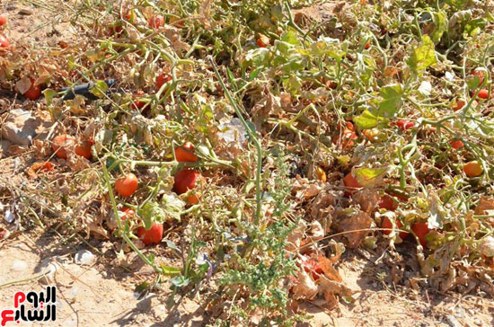تدمر محصول الطماطم بمدينة إسنا جنوب الأقصر (1)