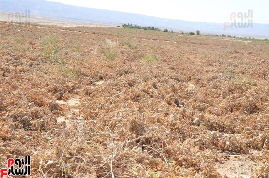 تدمر محصول الطماطم بمدينة إسنا جنوب الأقصر (3)