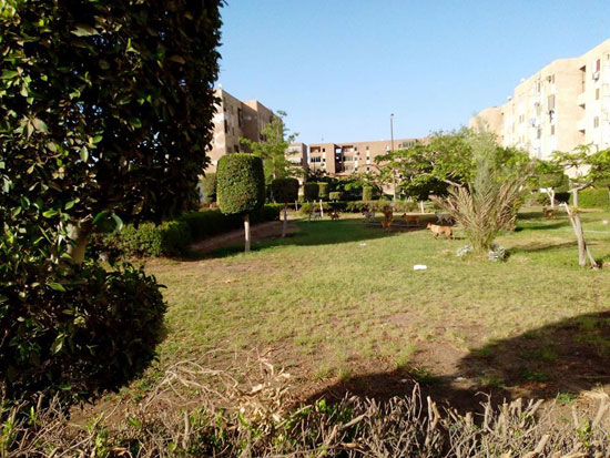 الكلاب الضالة تغزو الحدائق  (1)