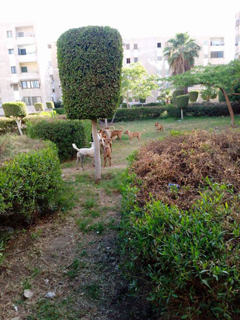 الكلاب الضالة تغزو الحدائق  (2)