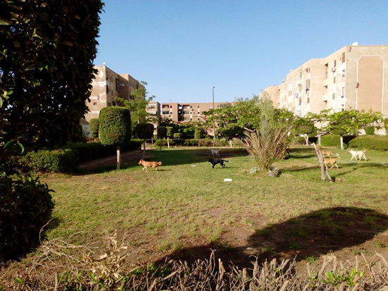 الكلاب الضالة تغزو الحدائق  (3)
