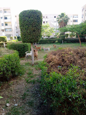 الكلاب الضالة تغزو الحدائق  (4)