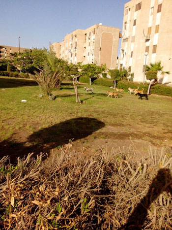 الكلاب الضالة تغزو الحدائق  (5)