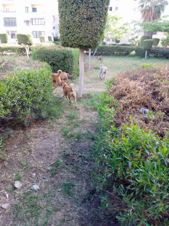 الكلاب الضالة تغزو الحدائق  (6)