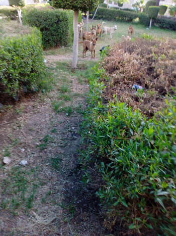 الكلاب الضالة تغزو الحدائق  (7)