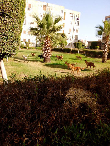 الكلاب الضالة تغزو الحدائق  (8)
