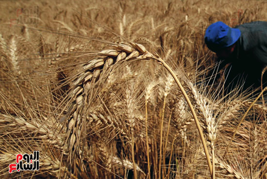 موسم-حصاد-القمح...-سنابل-الذهب-تشرق-على-أرض-مصر--(1)