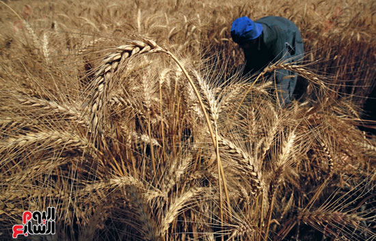 موسم-حصاد-القمح...-سنابل-الذهب-تشرق-على-أرض-مصر--(5)