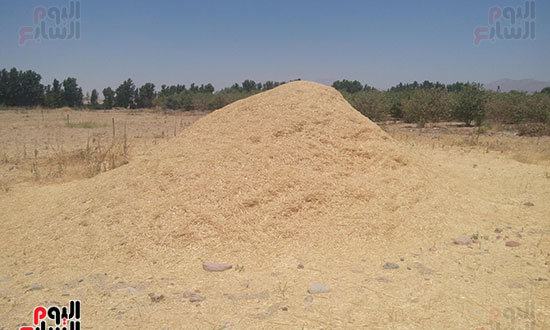 القمح بجنوب سيناء (1)
