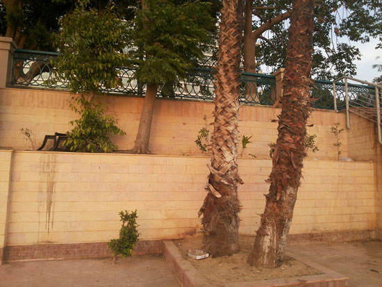 صحافة المواطن ، صور وابعت، مياه النيل ، المخلفات ، النيل ، كوبرى قصر النيل ، القاهرة  (6)