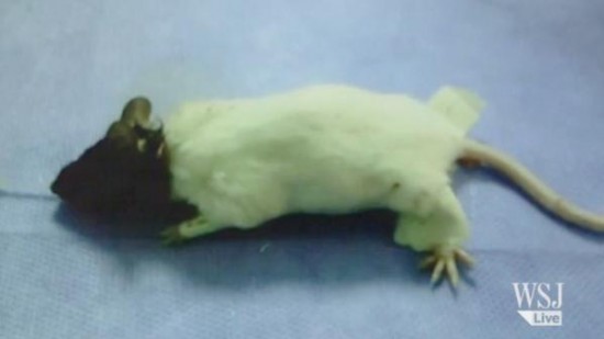 شكل الفأر بعد تركيب رأس مختلفة عنه له -اليوم السابع -6 -2015
