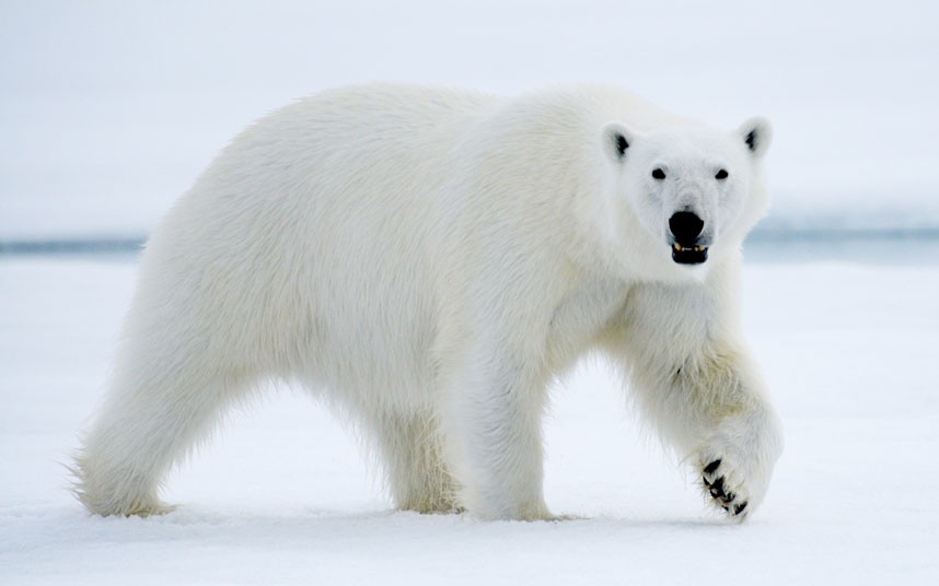 الدب القطبي أشرس من الأسود والنمور -اليوم السابع -6 -2015