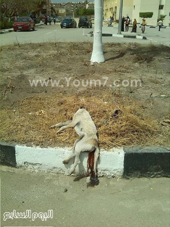 	كلب ميت داخل حرم جامعة الفيوم -اليوم السابع -6 -2015